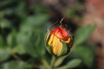 Yellow and Pink Rosebud