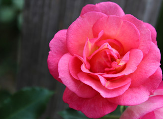 Pink Flowering Rose Bloom