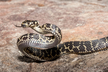 Australian endangered Broad headed Snake