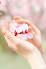 Pink spring flower in hand