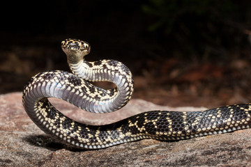 Australian endangered Broad headed Snake