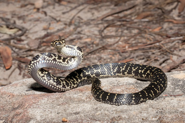 Fototapeta premium Australian endangered Broad headed Snake