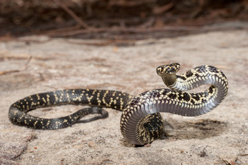 Australian endangered Broad headed Snake