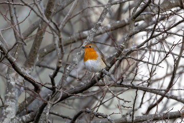 robin on a branch