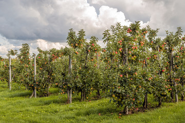 Fototapeta na wymiar Dark clouds above Dutch apple orchard