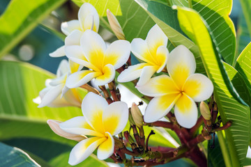 Yellow and White Frangipani Flowers in Bloom