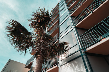 Palm Tree by Hotel