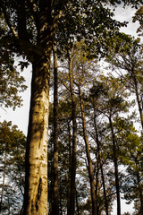 Fototapeta premium Midday sun casting shadows over the trees in the forest.