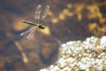 LIBELULA VOLANDO SOBRE ESTANQUE