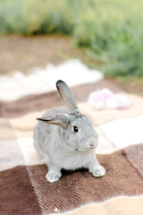 Grey little rabbit on a coat