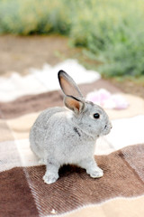 Grey little rabbit on a coat
