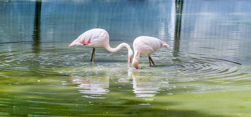 Fototapeta na wymiar White Flamingo on the Beach