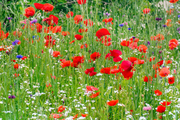 Poppy Flowers in a Green Meadow