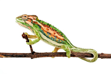 Cape dwarf chameleon / Buntes Zwergchamäleon (Bradypodion pumilum) © bennytrapp