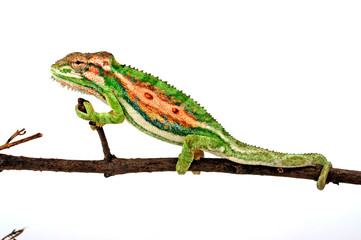 Cape dwarf chameleon / Buntes Zwergchamäleon (Bradypodion pumilum) © bennytrapp