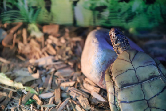 Upside Down Turtle Looking At The Camera