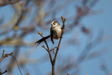 Long Tailed Tit