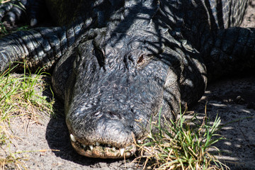 American alligator