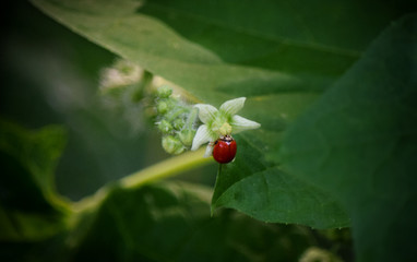 Obraz premium Ladybug With No Spots on White Flower, Close-Up