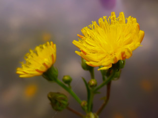 yellow flower