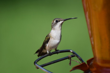 Hummingbird Perched on Bird Feeder, Close-Up