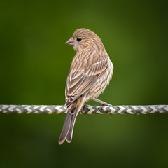Brown Sparrow Perched on Rope, Artified