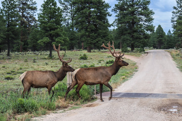 Naklejka na ściany i meble Two elk with racks walking across road in front of cattle guard with pine trees in background near Grand Canyon - movement blur