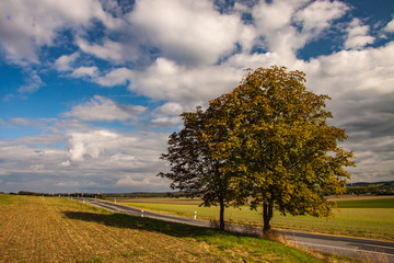 autumnal-coloured deciduous trees along a country road