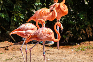 Caribbean flamingo