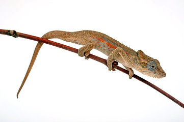 Setaro's dwarf chameleon / Setaro-Zwergchamäleon  (Bradypodion setaroi) © bennytrapp