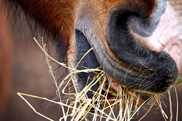 Closeup of a horse grazing on hay showing his mouth in detail