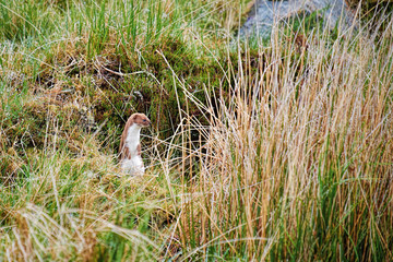 weasel standing in Scottish moorland looking to his right showing his fur and colour markings