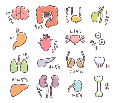 臓器 内臓 手書き