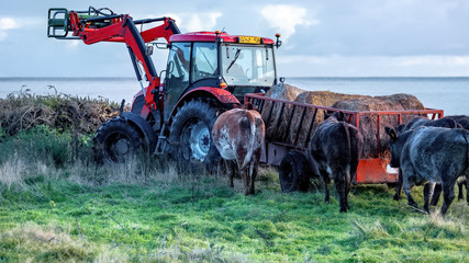 Tractor and trailer with hay being followed by hungry cows waiting to be fed