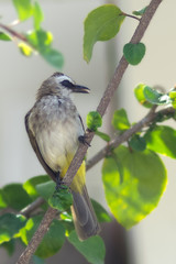 A beautiful shot of an Asian brown flycatcher bird on a tree branch. The background is blurry.