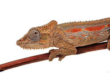 Setaro's dwarf chameleon / Setaro-Zwergchamäleon (Bradypodion setaroi) © bennytrapp