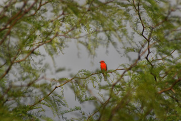Vermillion Flycatcher -06