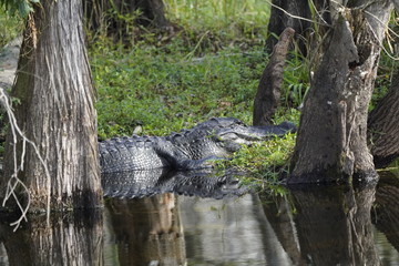 birds and flowers in Florida
