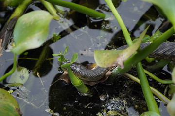 birds and flowers in Florida