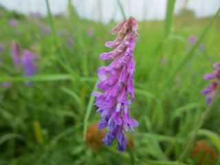 purple flowers in the field