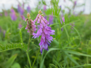 flowers in the field