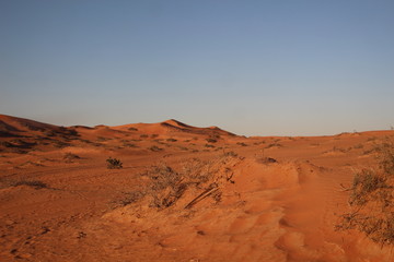 Fototapeta na wymiar Dry bush and grass among desert sand dunes in sunset light