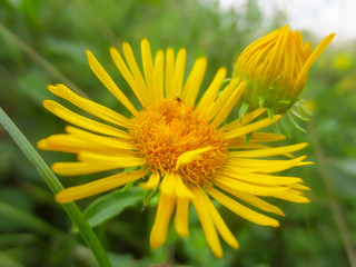 yellow flower