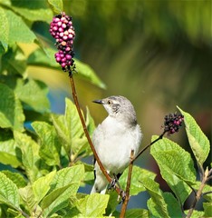 birds and flowers in Florida