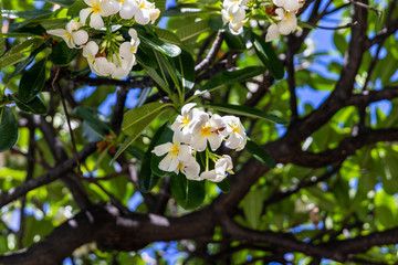 Beautiful bundles of white, blooming plumeria flowers. Kaanapali, Hawaii.