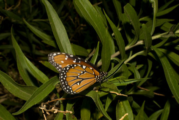 Monarch Butterfly