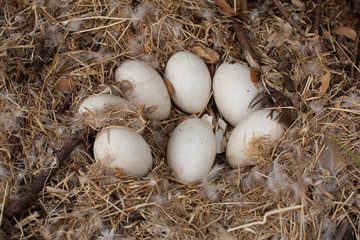Naklejka na ściany i meble View of an abandoned Goose nest with seven intact eggs