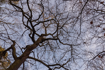 Tree tops photographed from the ground in winter, tree tops in winter, bare trees, photographed from below, blue sky with small clouds