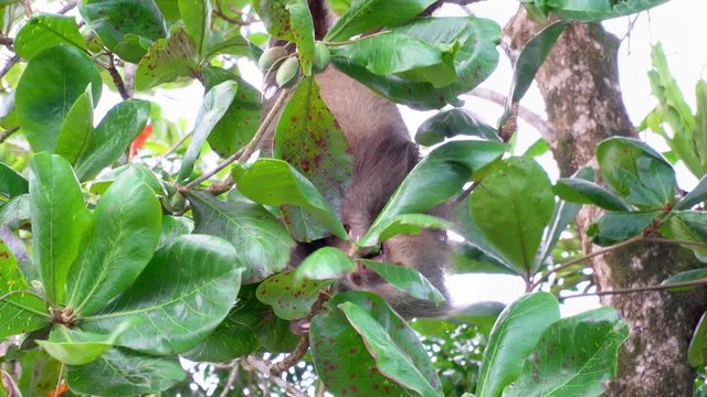Costa Rica. Hoffmannn's two-toed sloth (Choloepus hoffmanni) eating leaves in Tortuguero National Park.