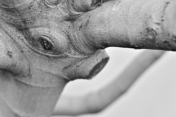 tronco de higuera con forma de rinoceronte en blanco y negro